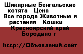 Шикарные Бенгальские котята › Цена ­ 25 000 - Все города Животные и растения » Кошки   . Красноярский край,Бородино г.